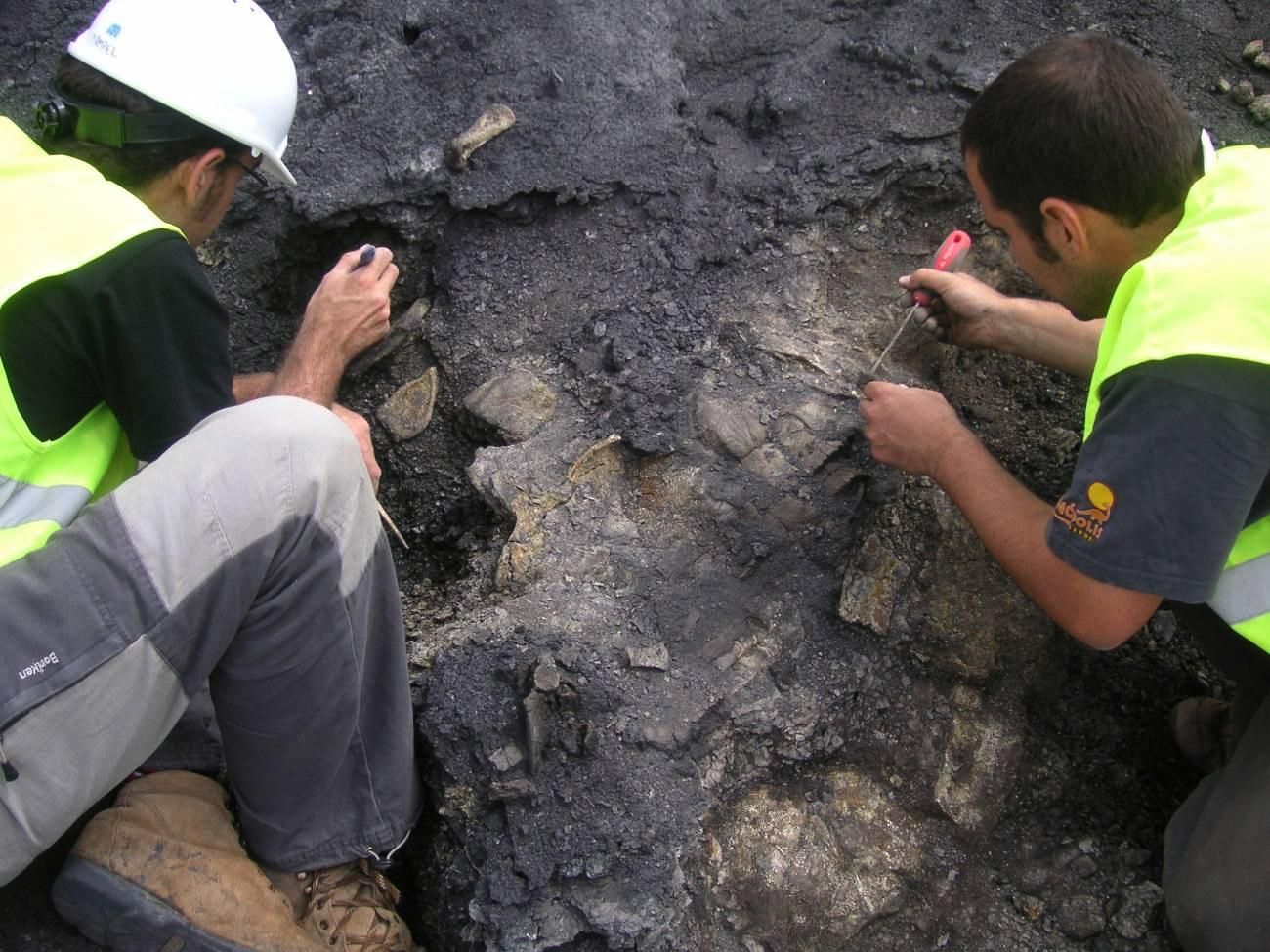 Restos de la tortuga 'Plastremys lata' encontrados en la mina turolense de Santa María de Ariño.
