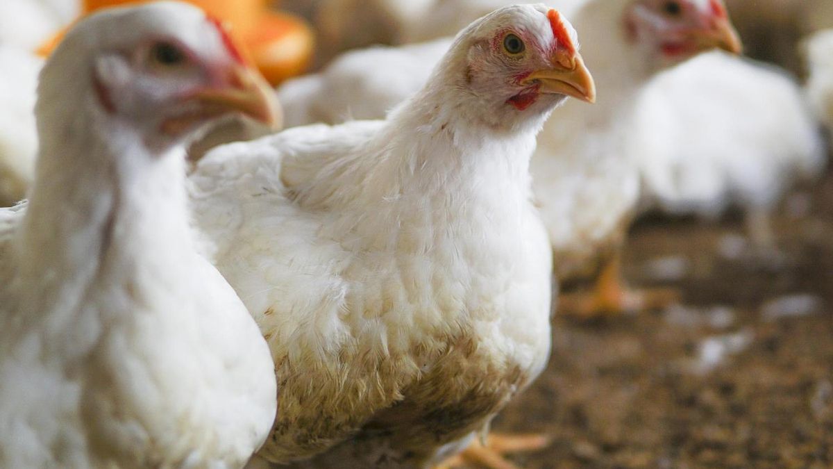 Identifican el origen de la alerta sanitaria por la presencia de salmonela en un lote de huevos frescos
