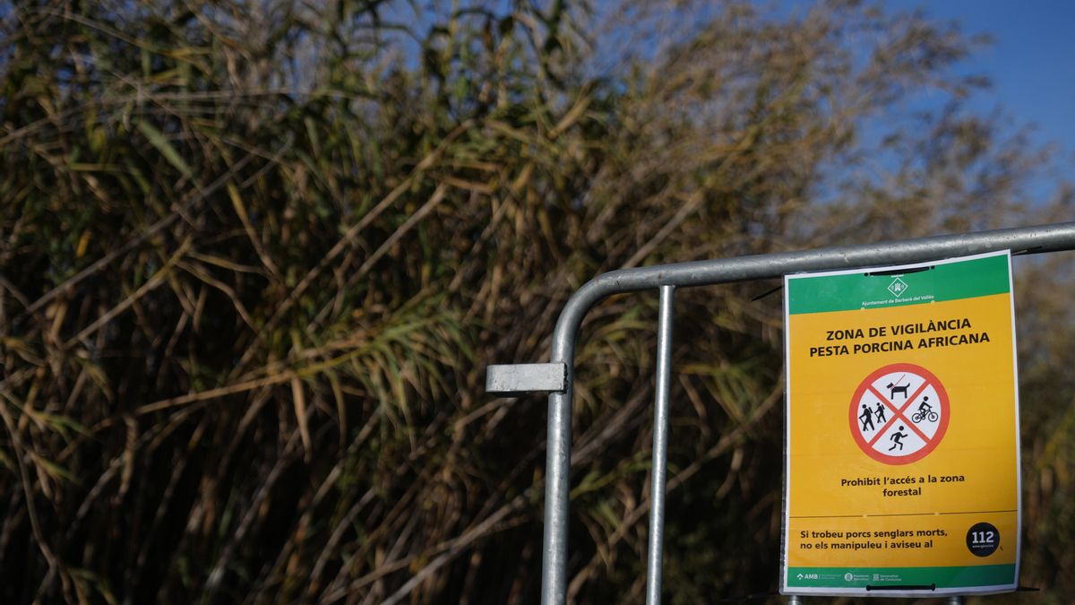 Detectado un tercer caso de jabalí infectado por peste porcina fuera de la zona cero de Cerdanyola, Barcelona
