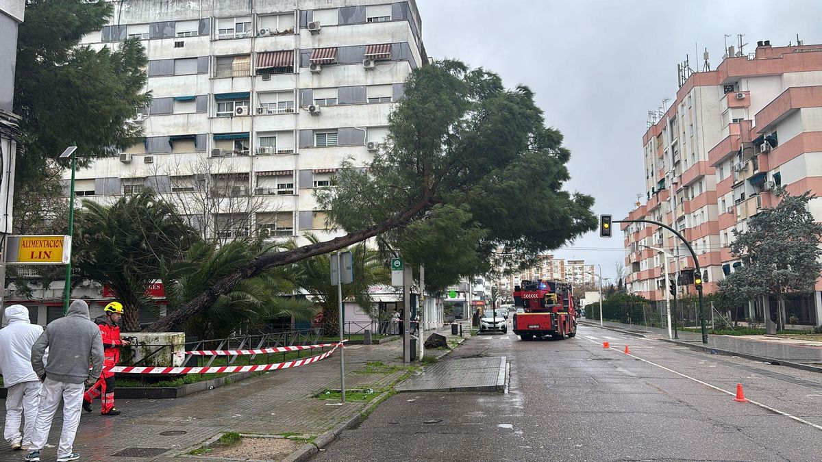 Árbol caído por el aire en la Avenida Virgen Milagrosa