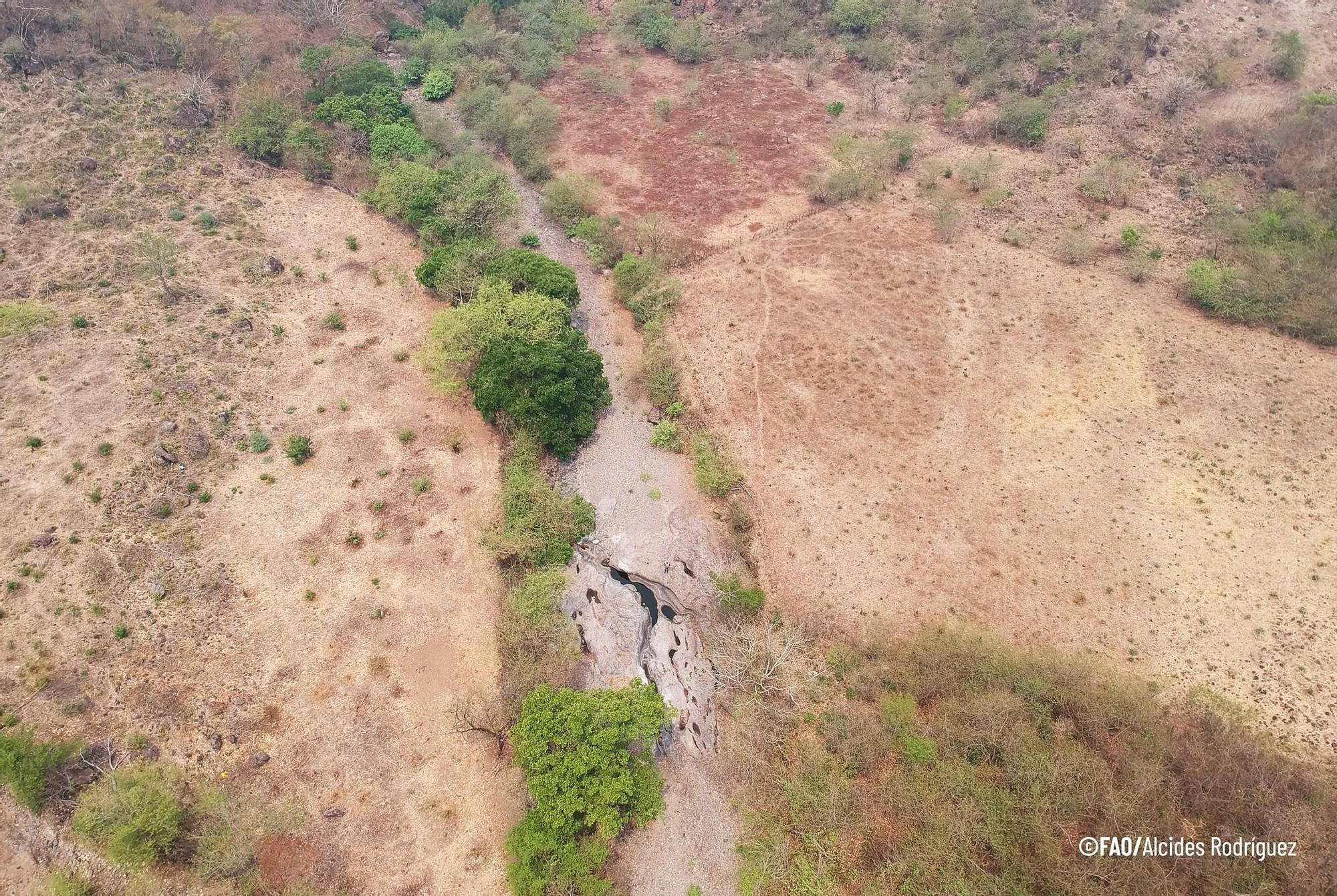 Se estima que 10.5 millones de personas viven en el Corredor Seco Centroamericano, de las cuales el 50 % vive en condiciones de pobreza. Foto: cortesía FAO/Alcides Rodríguez