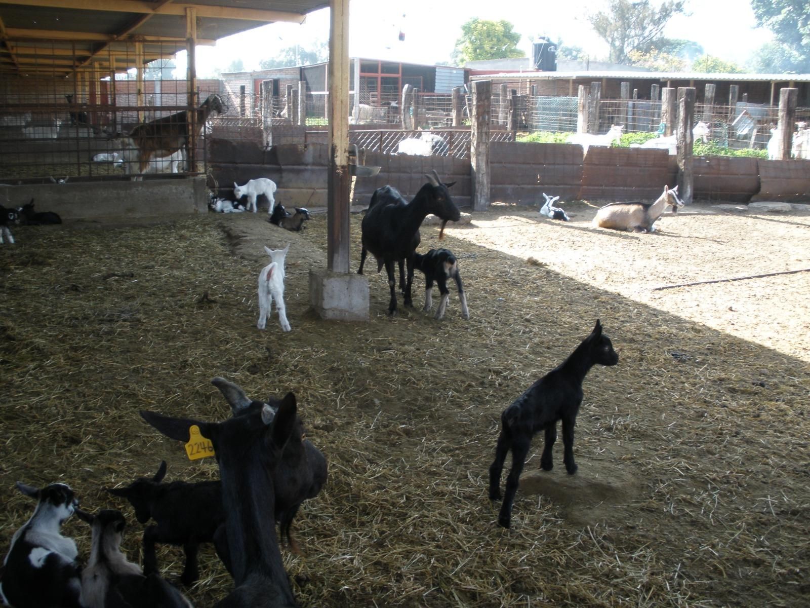 Ganado caprino en México.