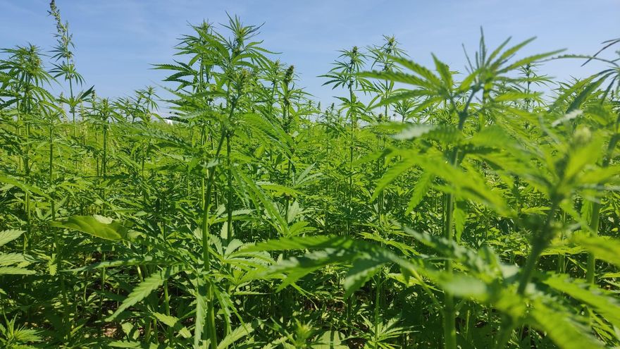 Ctaex investiga el cáñamo industrial como alternativa a la sustitución del cultivo del tabaco en el norte de Cáceres