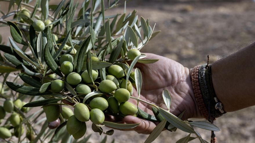 Unas para picoteo y otras para aceite: estas son las variedades de aceituna española que debes conocer