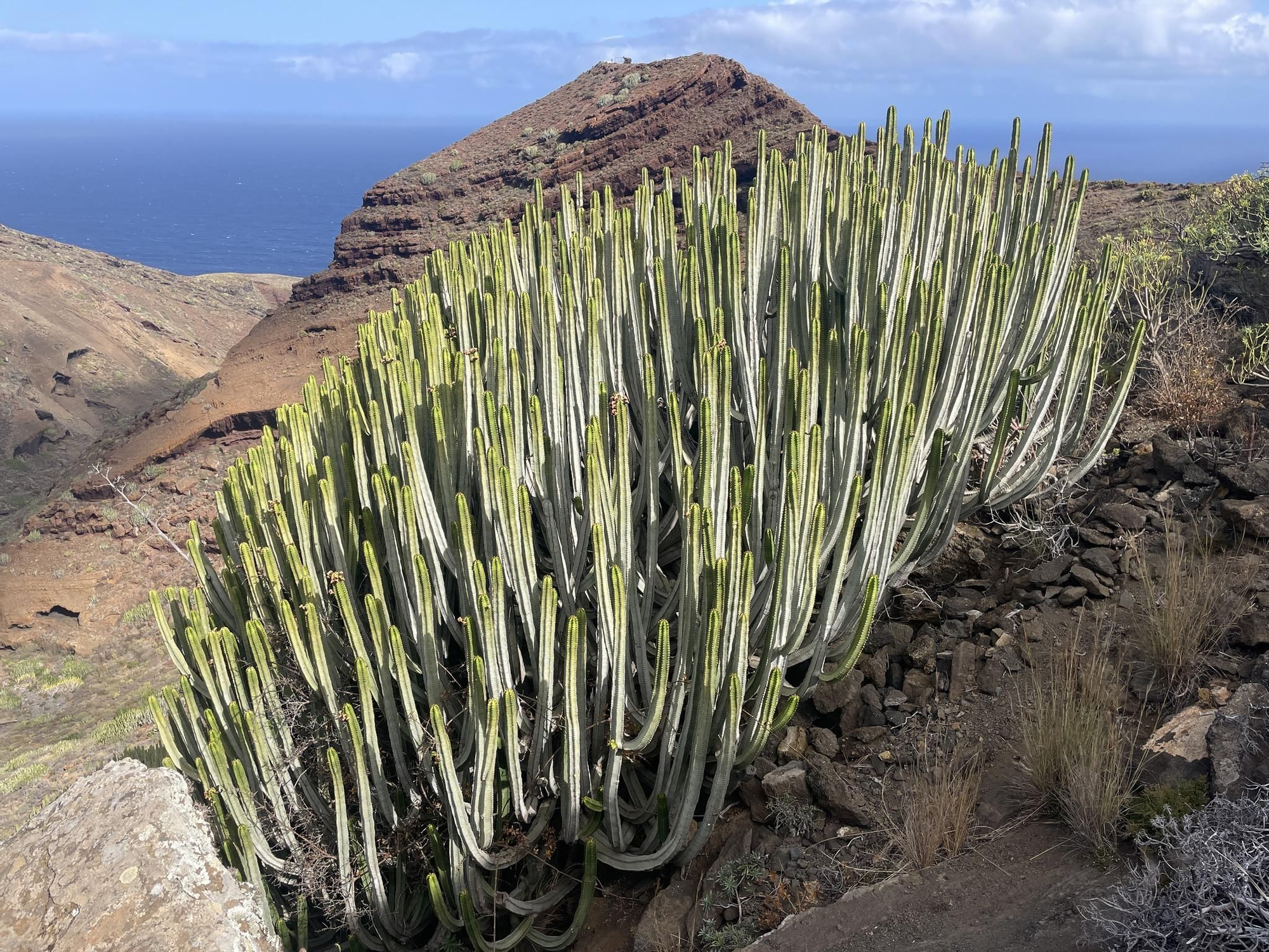 Espectacular cardón, en la zona de La Tosca, en Juan Adalid (Viila de Garafía), con la Montaña La Centinela al fondo.