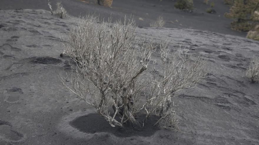 Paisaje lunar en la cumbre de La Palma tras el cono volcánico. (ALEJANDRO RAMOS)