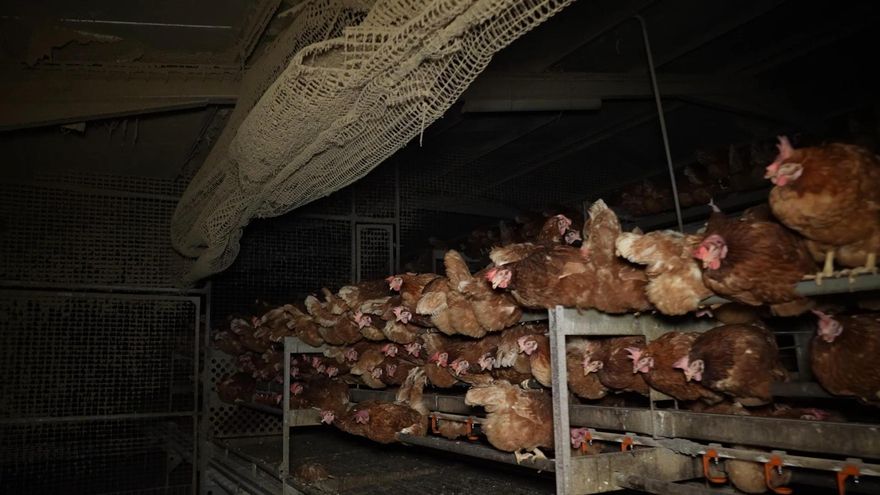 El Govern del PP se niega a clausurar por ahora la 'granja de los horrores' de Mallorca: "Hay que actuar con pruebas"