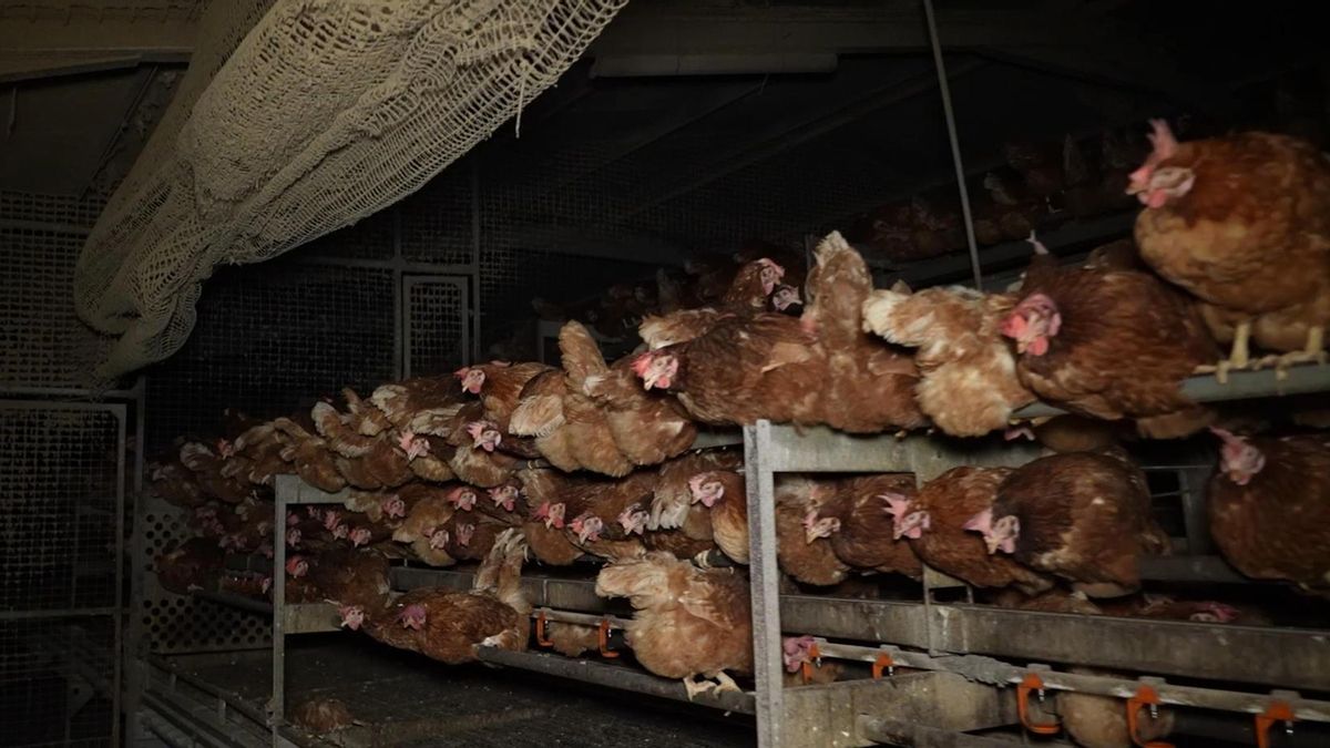Gallines amuntegades a la granja avícola de Llucmajor (Mallorca)