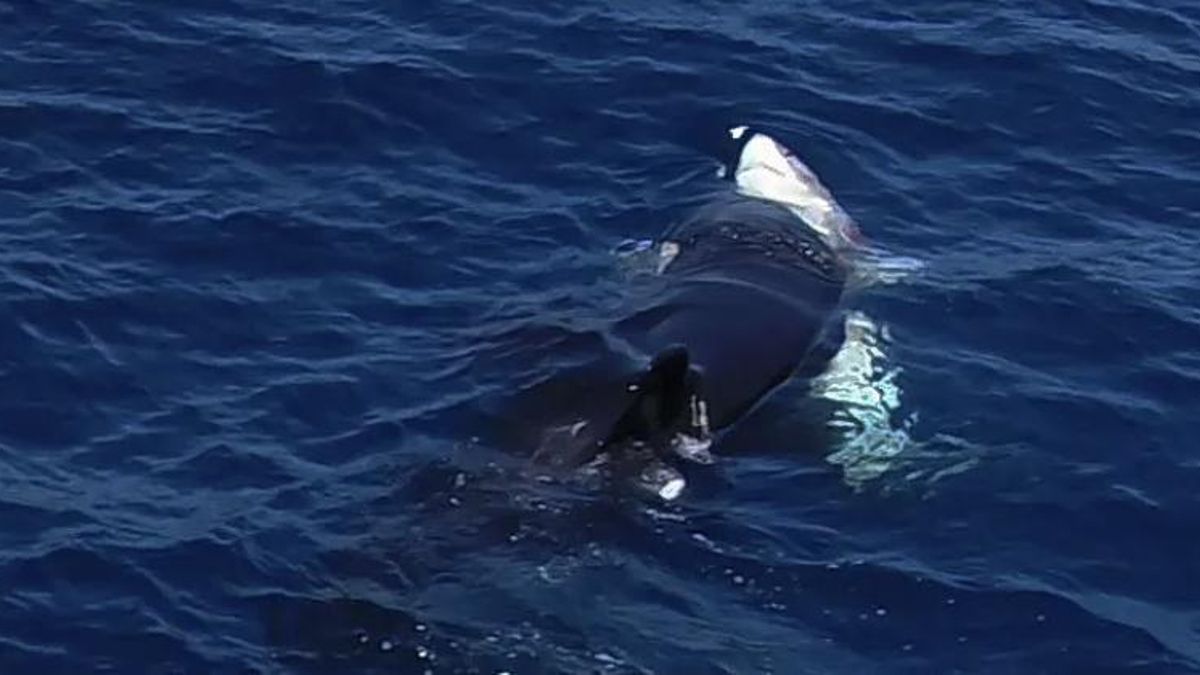 Las orcas perfeccionan técnicas coordinadas que muestran una inteligencia colectiva extraordinaria