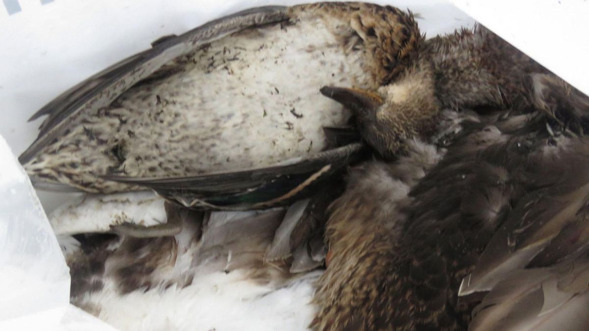 La Asociación Ría San Martín rebate el recuento oficial de aves muertas en Suances y advierte de que los cadáveres ya han llegado a las playas