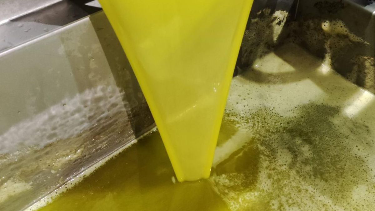 Extremadura impulsa la innovación del sector oleícola con la primera cerveza elaborada con AOVE
