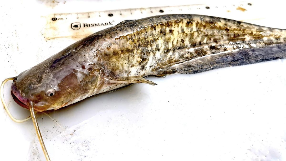 Uno de los ejemplares localizados en término municipal de Guillena.