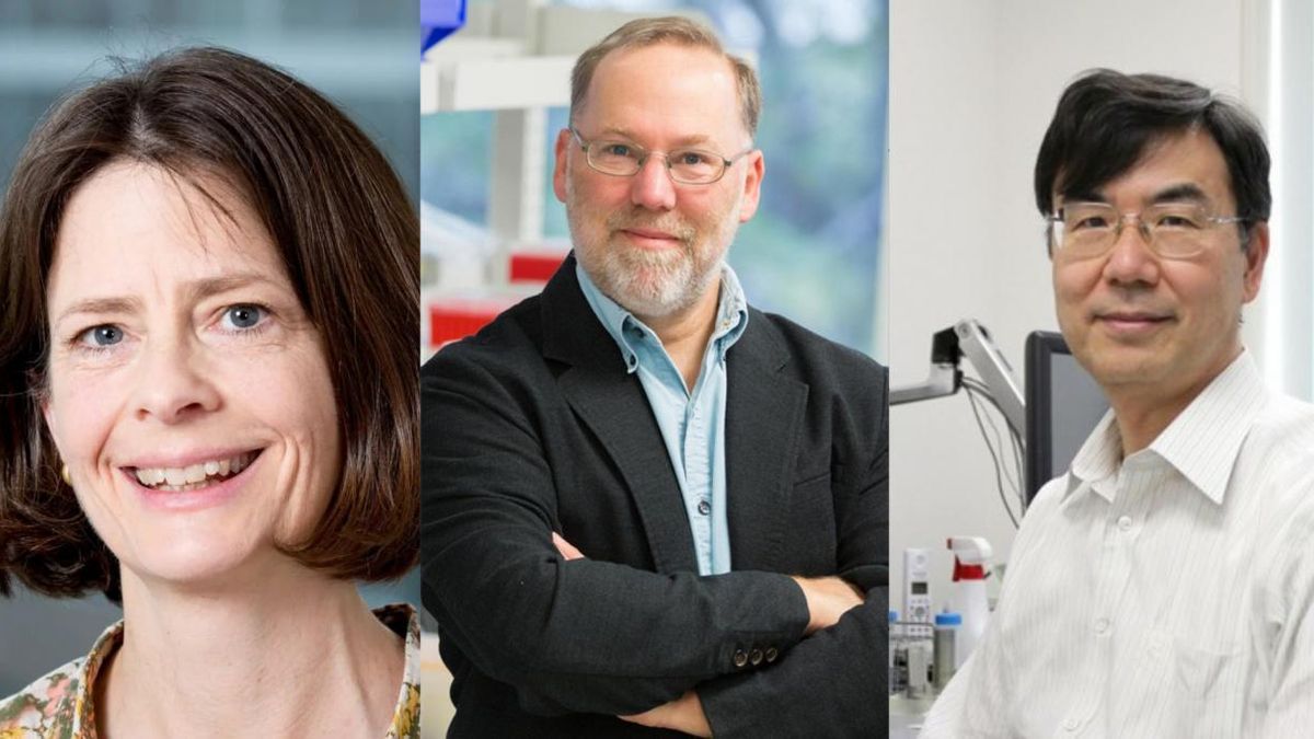Nobel de Medicina 2025 para Brunkow, Ramsdell y Sakaguchi por sus hallazgos sobre el sistema inmunitario