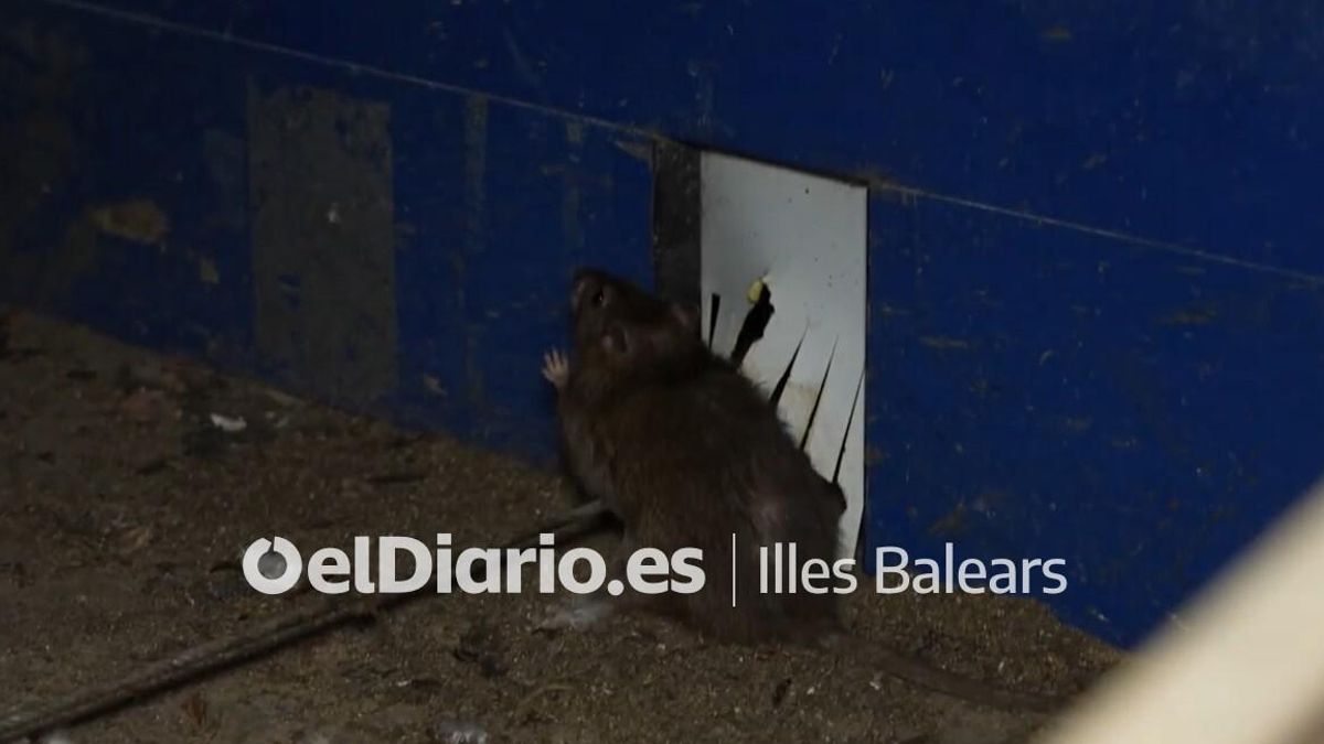 Una rata dentro de las instalaciones de la macrogranja de Mallorca.