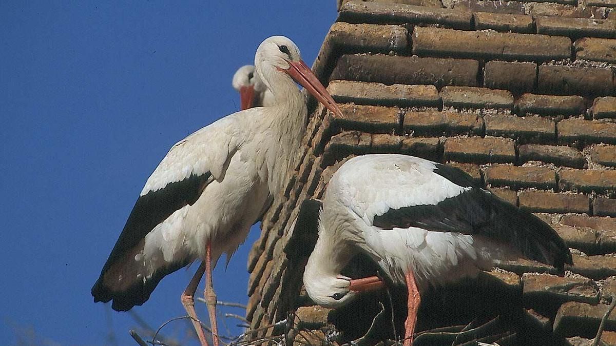 Ejemplares de cigüeña blanca en España.