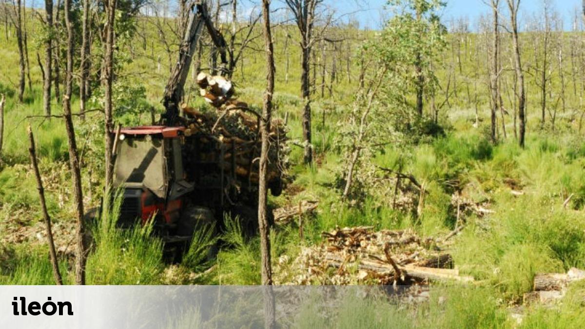 Denuncian la tala indiscriminada de robles centenarios en el monte de ...