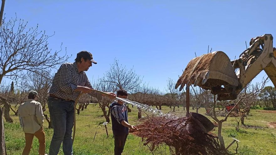 El cultivo del pistacho en Castilla-La Mancha presenta una alta sostenibilidad frente al de otros países como California