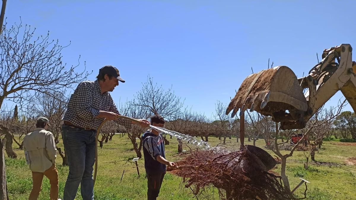 El cultivo del pistacho en Castilla-La Mancha presenta una alta sostenibilidad frente al de otros países como California