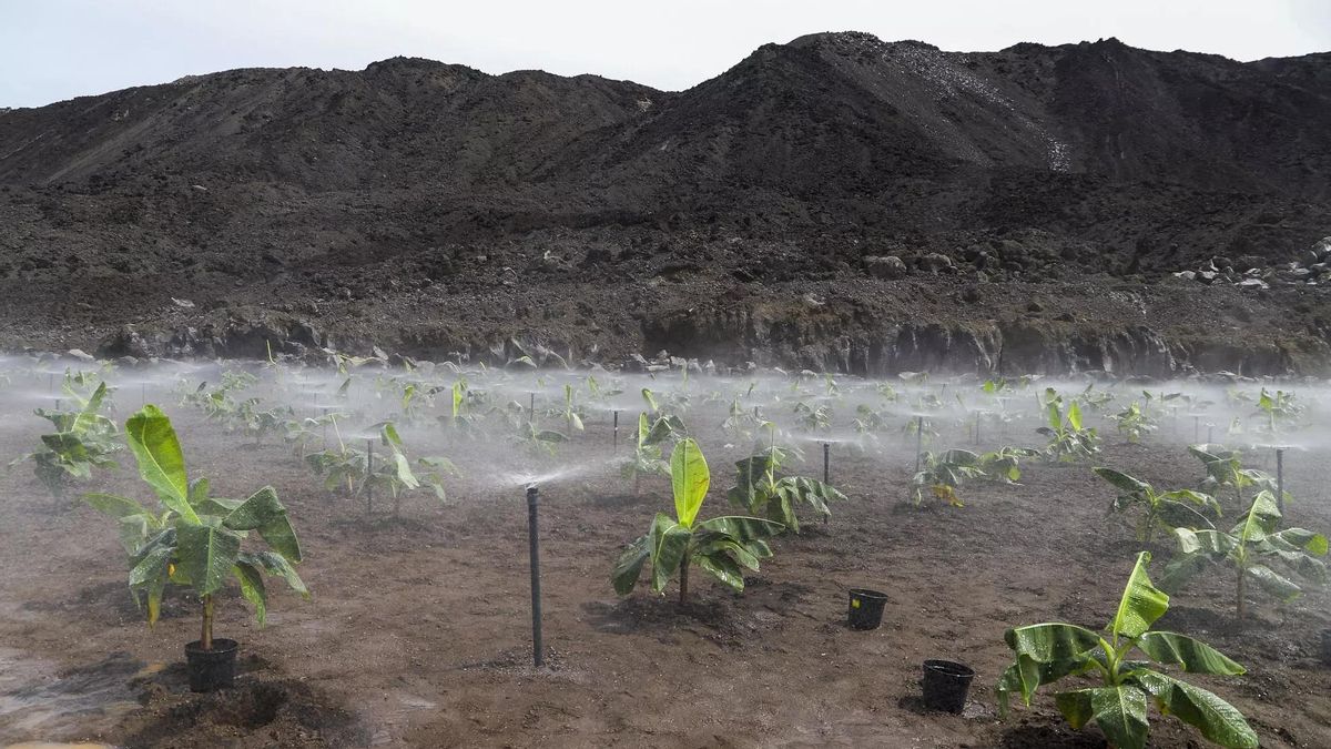 Imagen de archivoi de riego de plataneras plantadas sobre la colada en el municipio de Tazacorte.