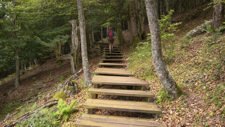 Una ruta de senderismo que atraviesa un bosque milenario perfecta para una escapada en otoño