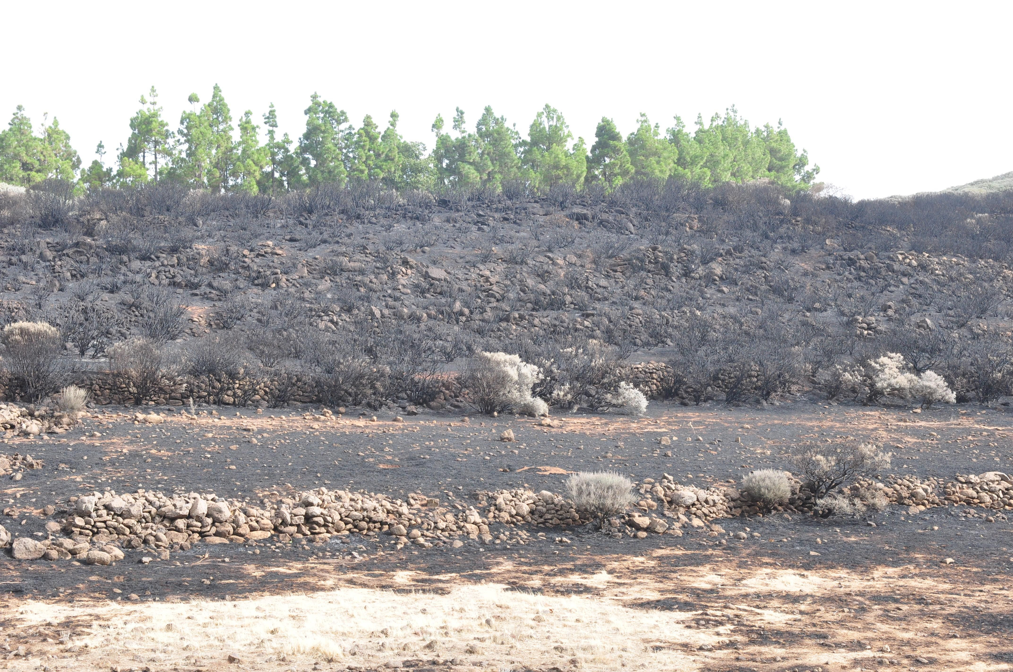 Efectos del incendio en Gran Canaria. (Ángel Sarmiento).