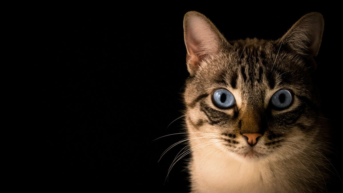 8 de agosto día internacional del gato