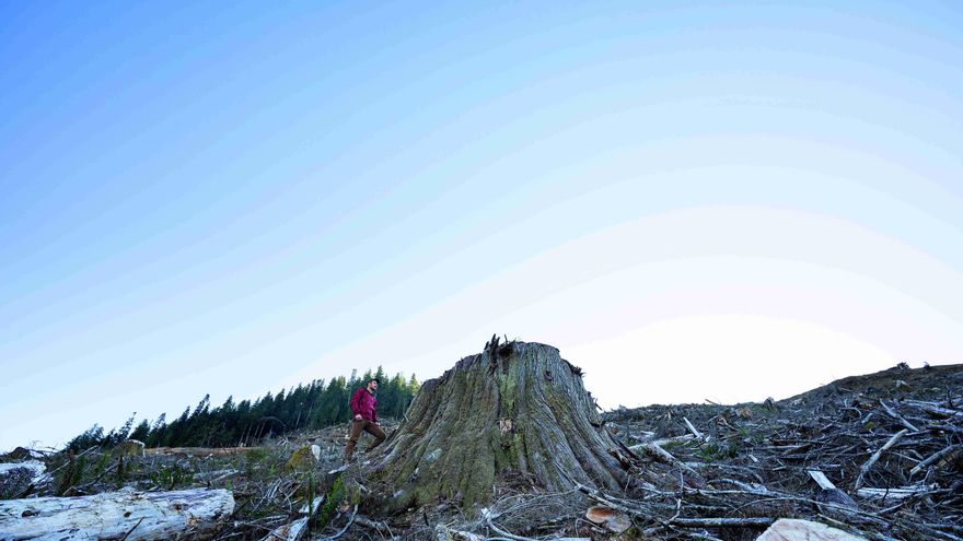 El paisaje desolador después de la tala de árboles.
