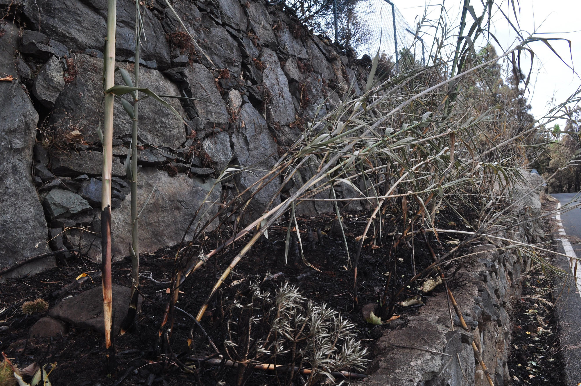 Incendio de Gran Canaria