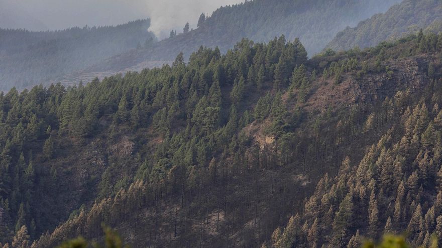 Una masa de aire cálido obliga a declarar la prealerta por riesgo de incendios forestales en Tenerife y Gran Canaria