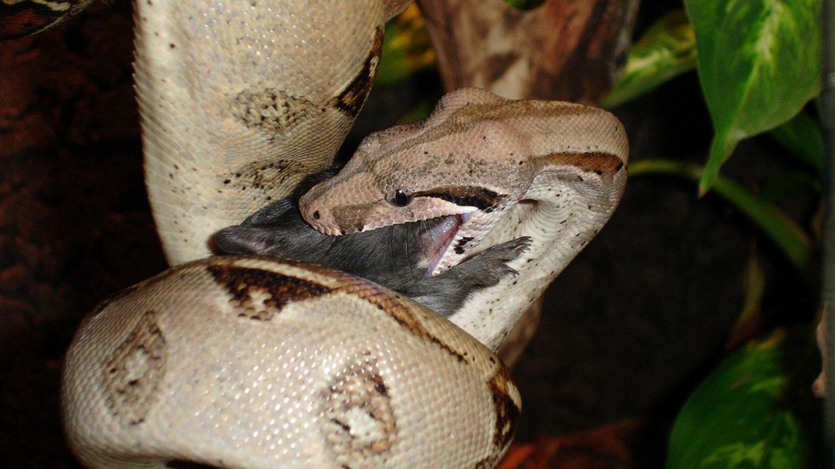 La para-tiramina-O-sulfato aparece en niveles mucho más altos después de comer