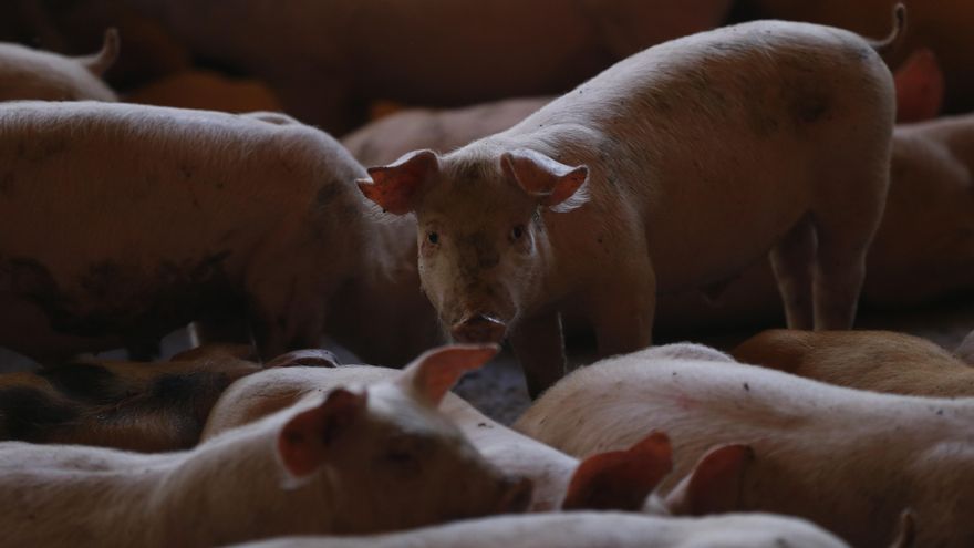 México suspende las importaciones de carne de cerdo de España por la peste porcina