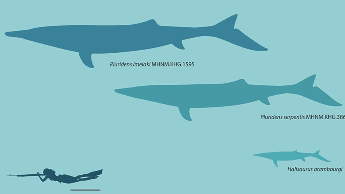 Pluridens imelaki amplió el conocimiento sobre los ecosistemas marinos