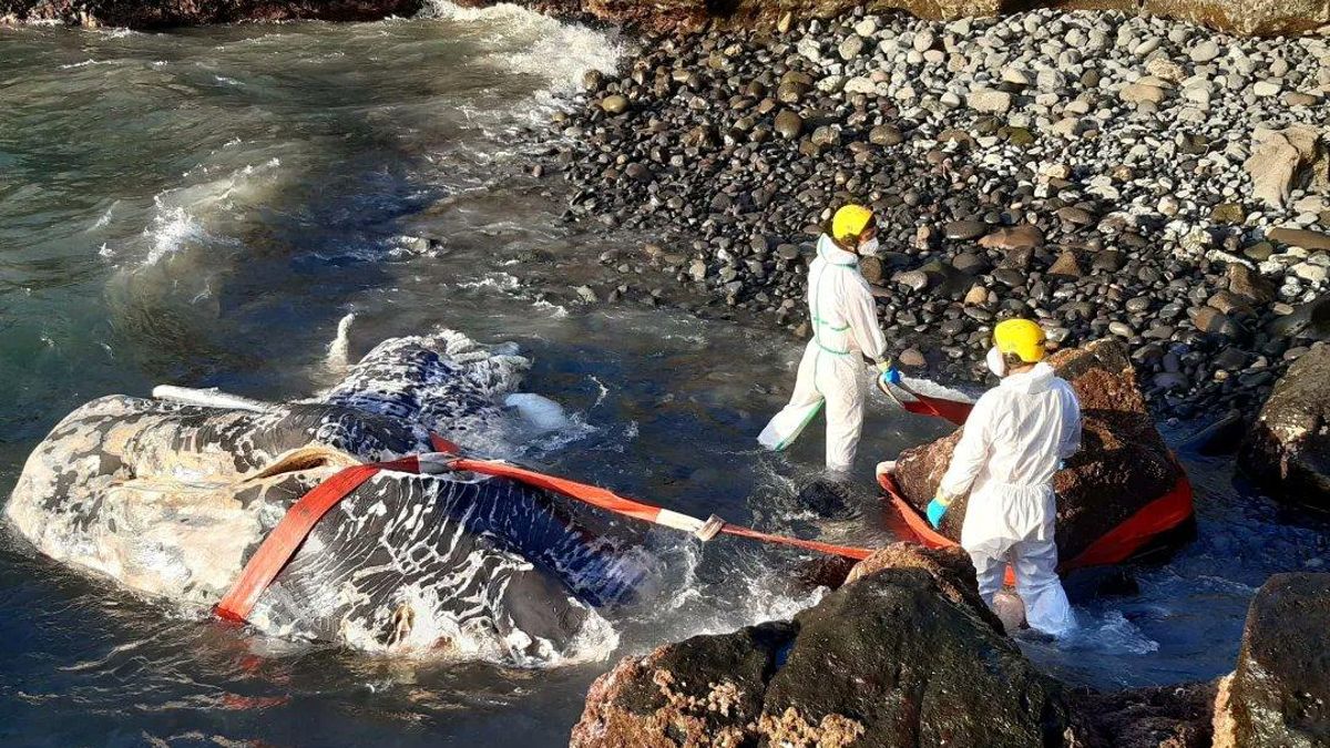 Rescate de los restos de un cachalote en Tenerife. / FOTO: BOMBEROS DE TENERIFE