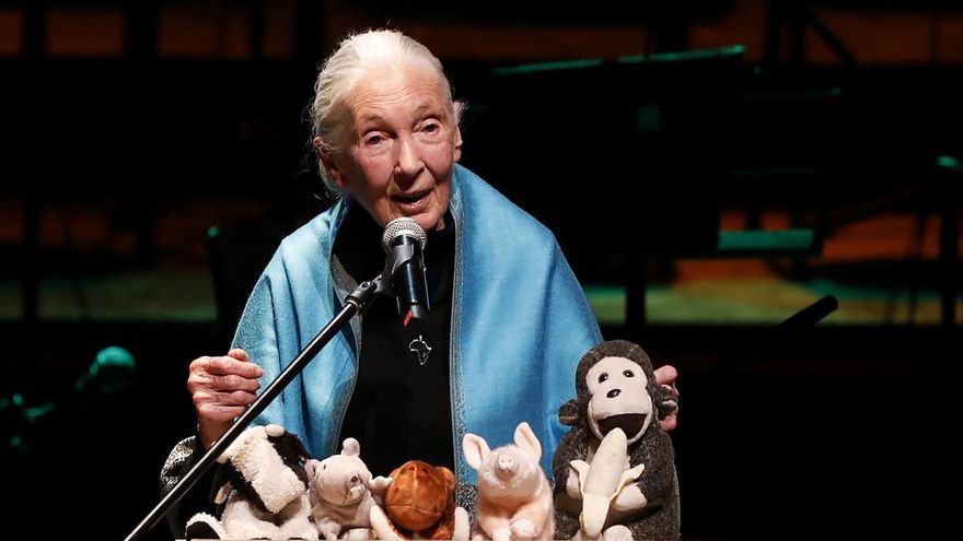 Murió Jane Goodall, experta mundial en chimpancés e icono de la ecología del siglo XX