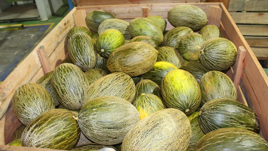 Castilla-La Mancha espera una cosecha de melón y sandía similar a la campaña de 2024 y de excelente calidad