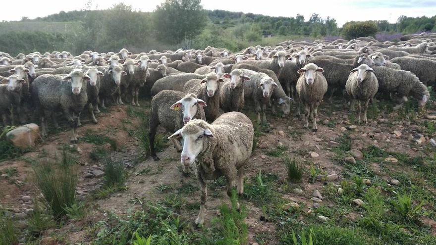 Un amplio rebaño de ovejas camina por un monte del municipio de Ponferrada. / César Sánchez / ICAL