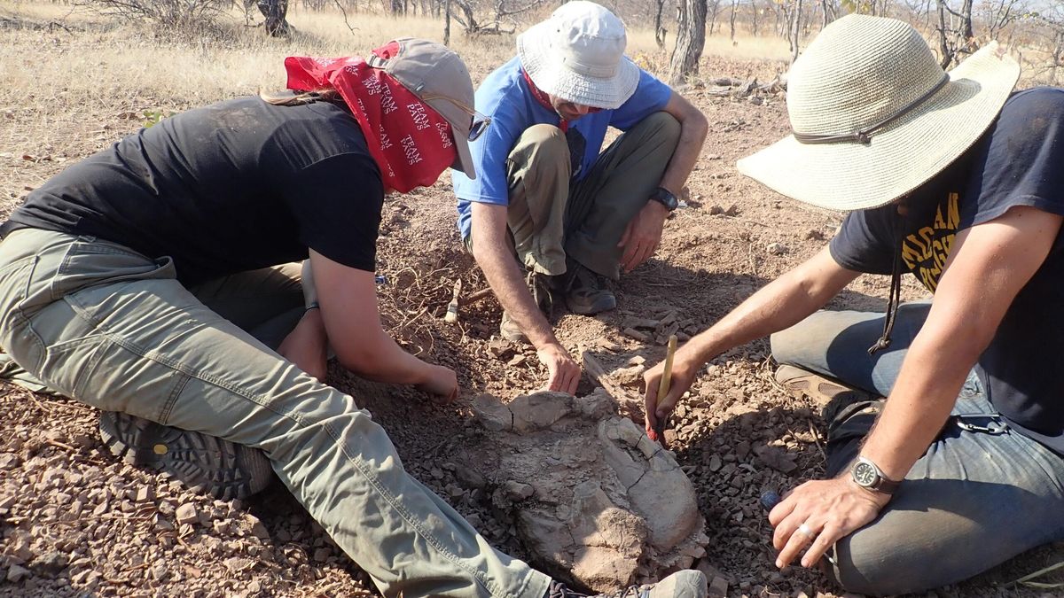 Jacqueline Lungmus, profesora adjunta de geociencias en la Universidad de Oklahoma y exalumna de la UW; Kenneth Angielczyk, curador de paleomamología en el Museo Field; y Brandon Peecook, profesor asociado de ciencias biológicas en la Universidad Estatal de Idaho y exalumno de doctorado de la UW, excavan un dicinodonte fosilizado del Pérmico de Zambia.