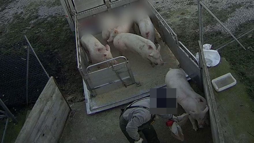La granja de cerdos de Burgos denunciada por maltrato animal aprueba las inspecciones del Seprona y la Junta