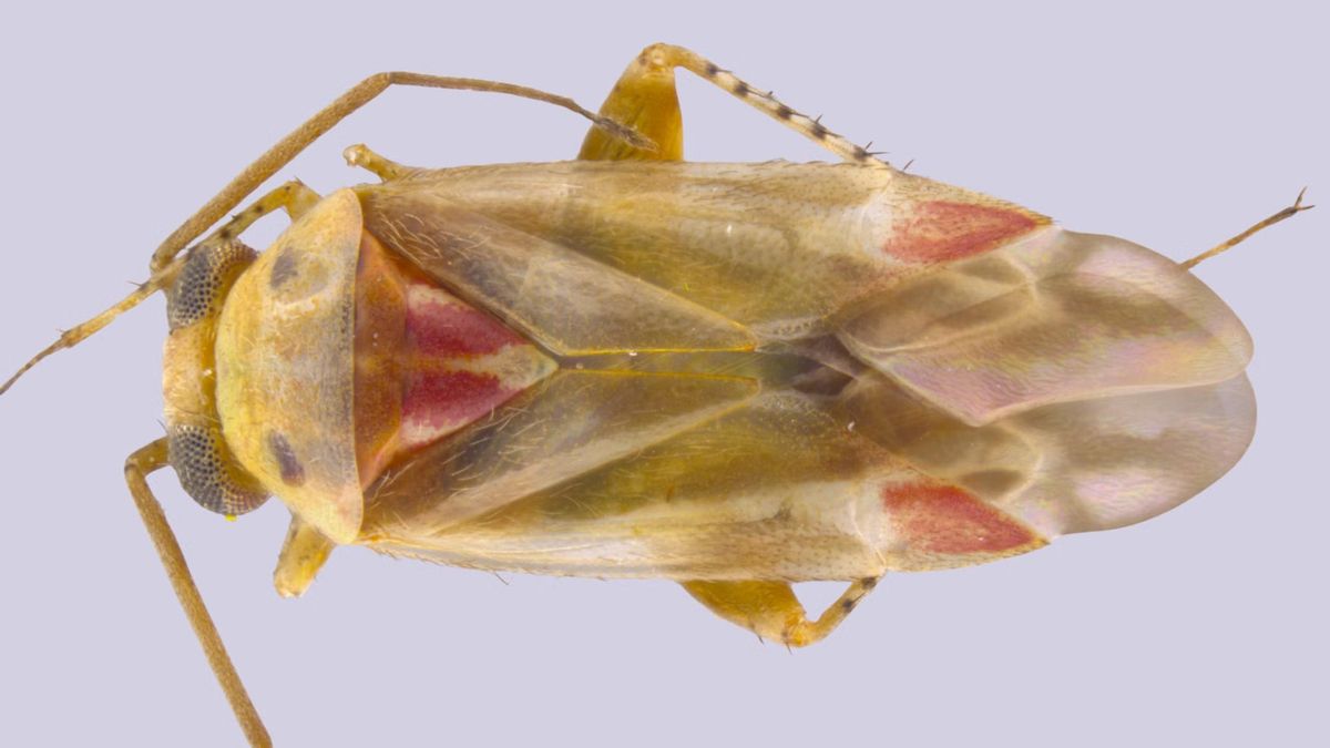 Taylor Swift ya tiene cuatro especies de insectos con su nombre
