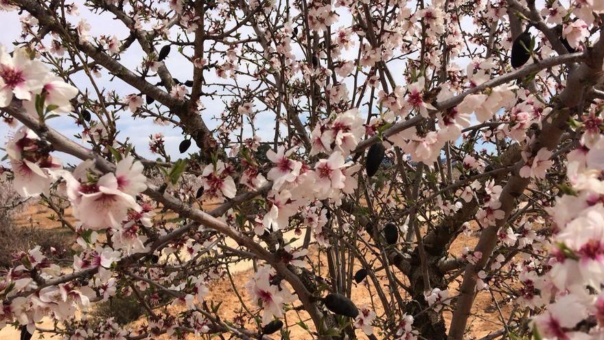 El estudio pronostica menores rendimientos de los almendros que se compensarían con creces una producción de mayor calidad y precio.