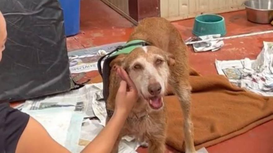 Uno de los perros de la protectora de El Sauzal desalojado ante el avance del fuego