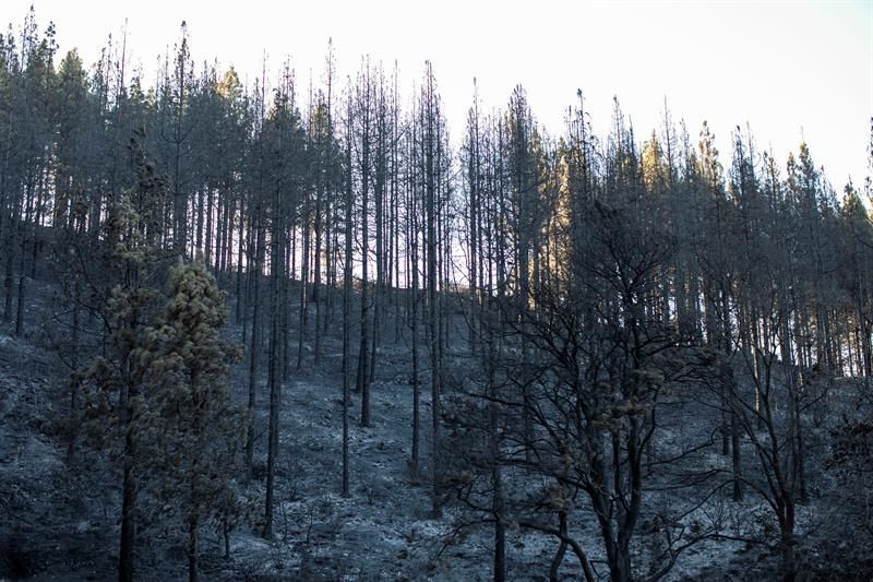 Zonas afectadas por el fuego del incendio forestal en el Barranco Los Pajaritos (Cueva Corcho).