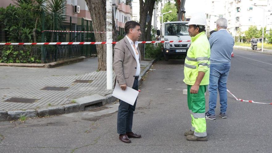 El Ayuntamiento afirma que se usará una técnica en Virgen Milagrosa para que los árboles crezcan "rápido"