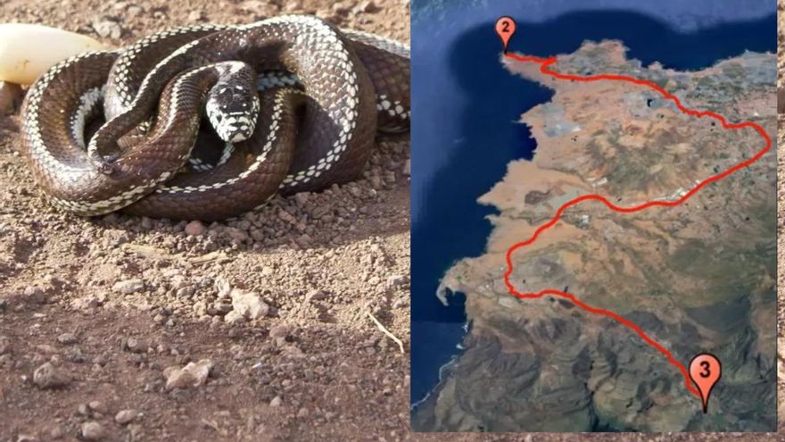 Una serpiente se desplaza más de 20 kilómetros en Gran Canaria: así es como lo consiguió