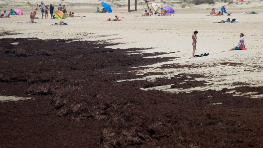 Cómo sacar partido al alga asiática: el plan de la Junta de Andalucía desata las críticas de los pescadores