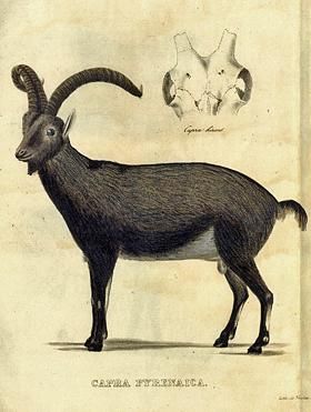 El 9 de enero de 1837 Schinz presenta el bucardo como especie nueva en Zürich (Suiza) y publica un amplio artículo en alemán el año siguiente. El modelo de esta litografía es un macho que aún conservan en el Museo de Historia Natural de Mainz (Alemania)