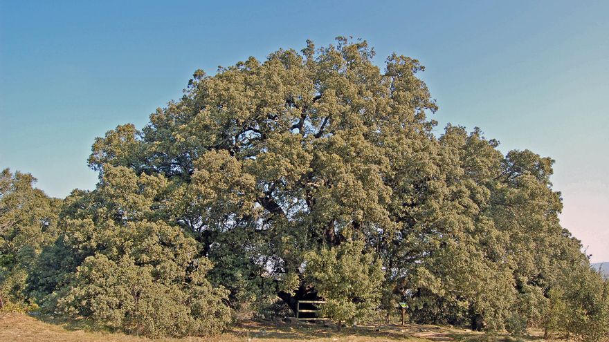 La carrasca milenaria de un pueblo de 13 habitantes que puede convertirse en el Mejor Árbol de Europa