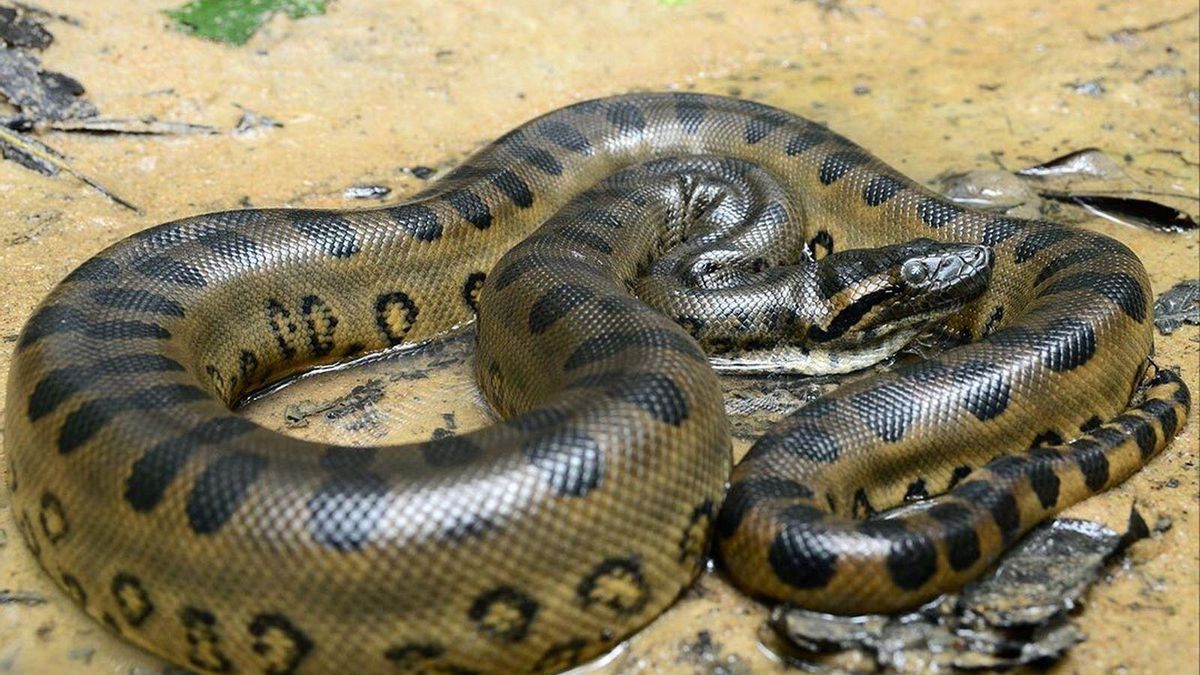 Día Mundial de la Serpiente: ¿por qué se celebra el 16 de julio?