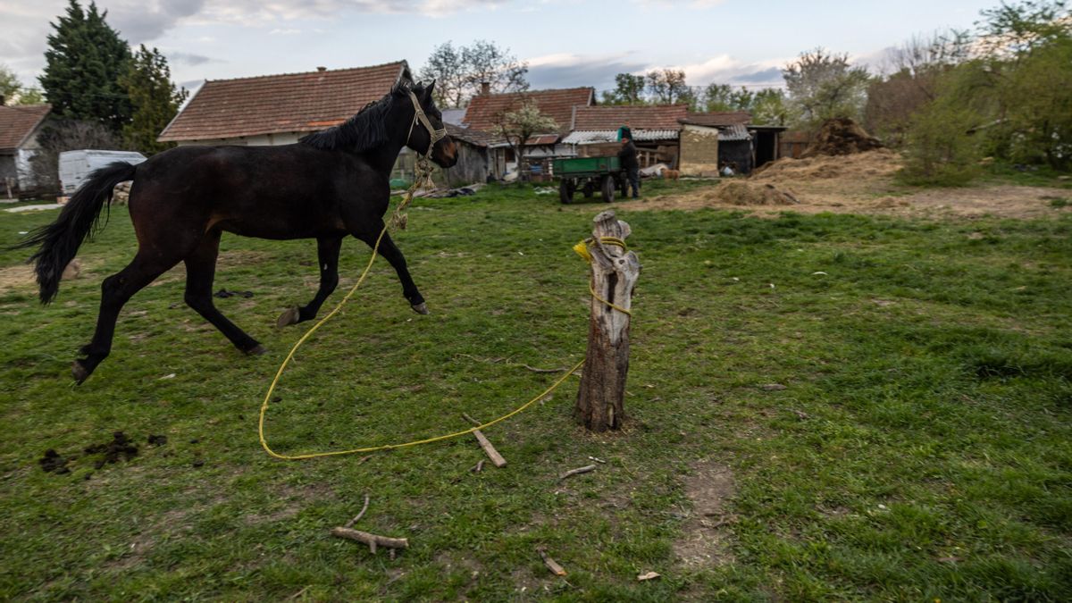 Orbán obtuvo un 92,7% de los votos en Tiszabura, de 3000 habitantes.