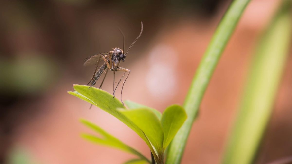 Segundo caso de fiebre del Nilo Occidental confirmado en Extremadura